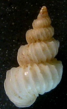 Ep. algerianum o tiberi?